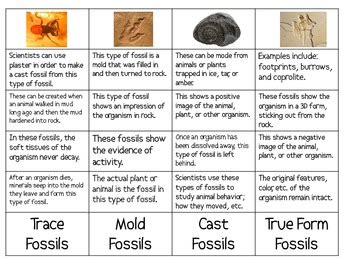 4 types of trace fossils.